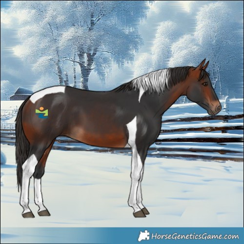 Horse Color:Bay Tobiano