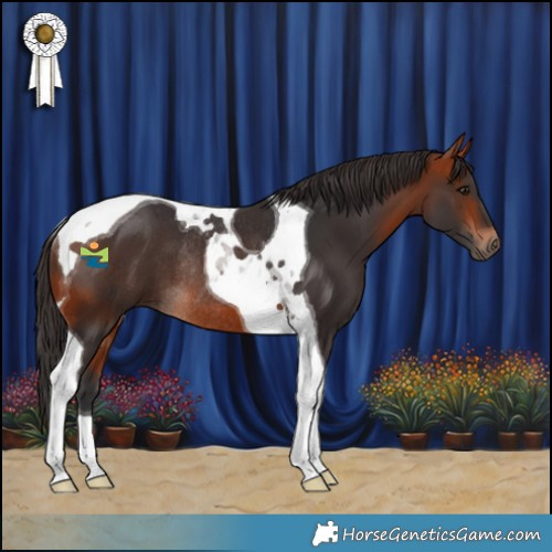 Horse Color:Bay Tobiano Rabicano