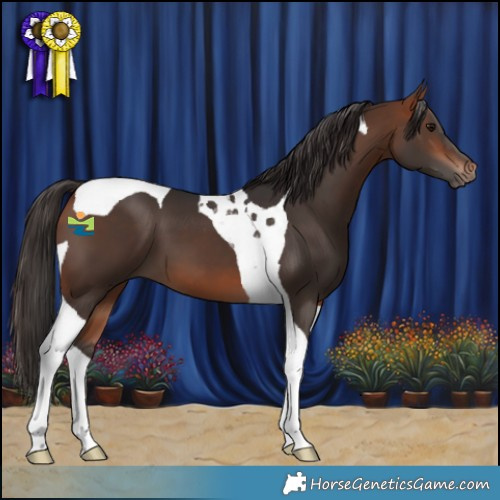 Horse Color:Bay Tobiano