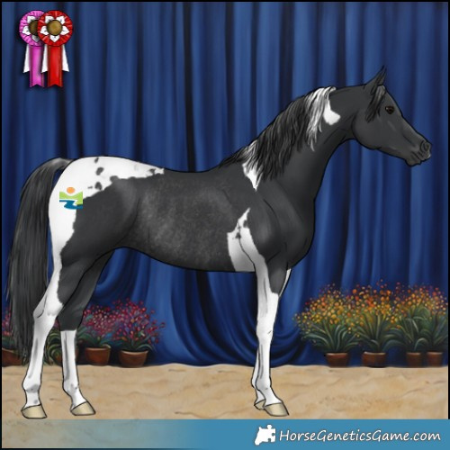 Horse Color:Black Tobiano Rabicano