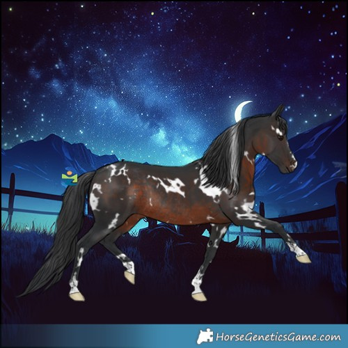 Horse Color:White Spotted Brown Rabicano 