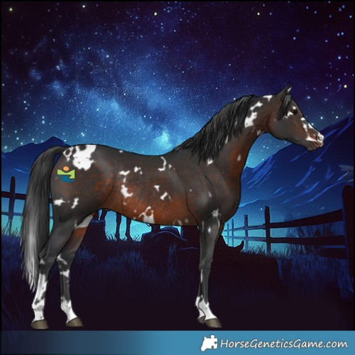 Horse Color:White Spotted Brown Rabicano 