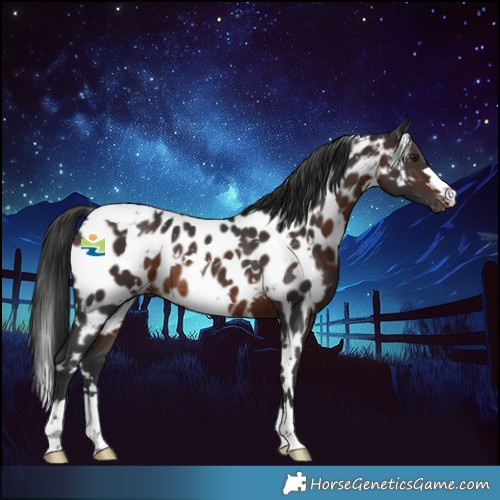 Horse Color:White Spotted Brown Appaloosa Rabicano 