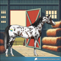 Horse Color:White Spotted Brown Near Leopard Rabicano 