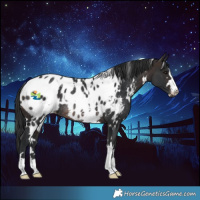 Horse Color:White Spotted Brown Blanket Rabicano