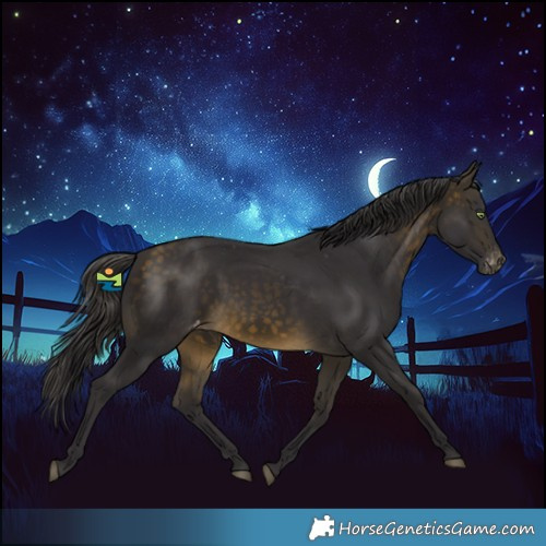 Horse Color:Buckskin Appaloosa 