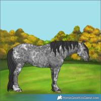 Horse Color:Black Ice Rabicano 