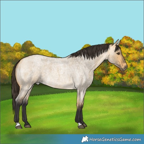 Horse Color:Buckskin Roan Dun 