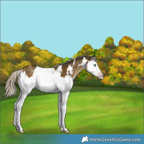 Horse Color:Gray White Spotted Silver Classic Cream Champagne Splash Appaloosa 