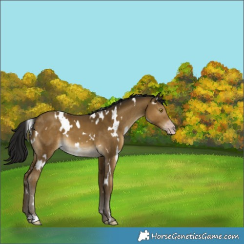 Horse Color:Gray White Spotted Classic Cream Champagne 