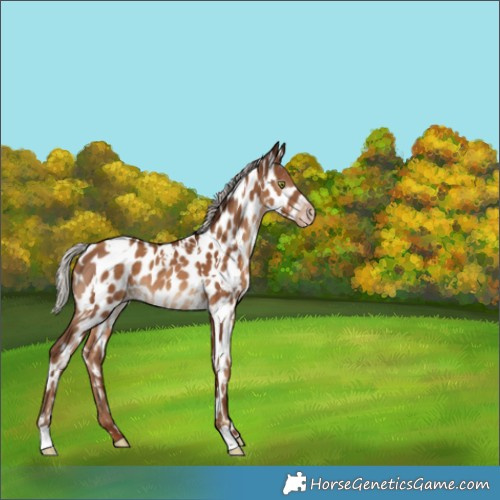 Horse Color:Gray White Spotted Silver Classic Champagne Appaloosa 