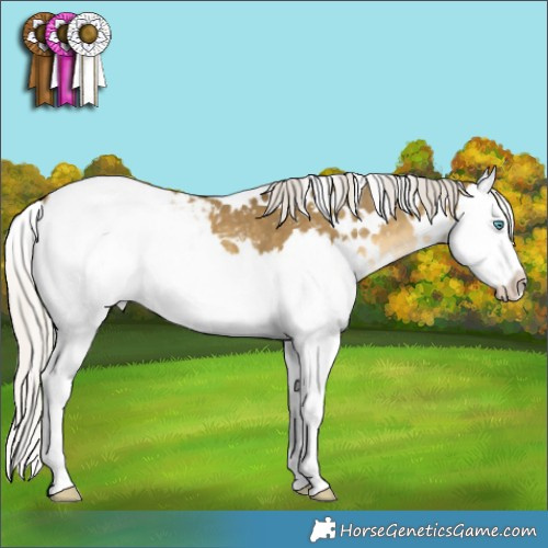 Horse Color:White Spotted Silver Sable Cream Champagne Splash Appaloosa 
