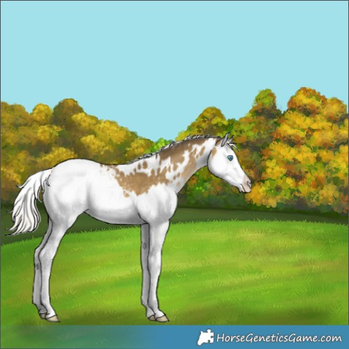 Horse Color:White Spotted Silver Sable Cream Champagne Splash Appaloosa 