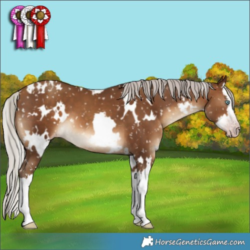 Horse Color:Gray White Spotted Silver Sable Champagne Splash Appaloosa 