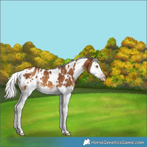 Horse Color:Gray White Spotted Silver Classic Champagne Splash Appaloosa 
