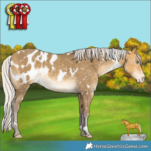 Horse Color:White Spotted Silver Sable Cream Champagne Appaloosa