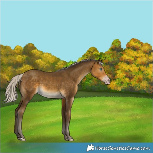 Horse Color:Gray Silver Sable Cream Champagne 