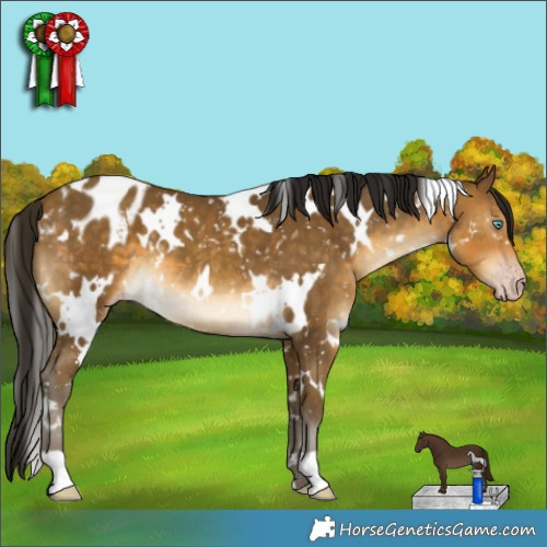 Horse Color:Gray White Spotted Sable Cream Champagne Appaloosa 