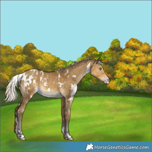 Horse Color:Gray White Spotted Silver Classic Cream Champagne Dun Appaloosa Brindle 