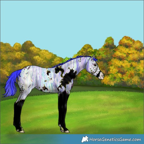 Horse Color:Watercolor White Spotted Brown Ice Dun Splash 