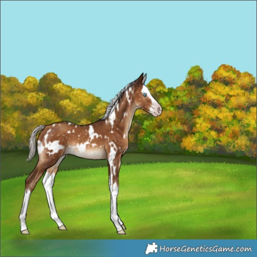 Horse Color:Gray White Spotted Silver Sable Champagne Splash Appaloosa 