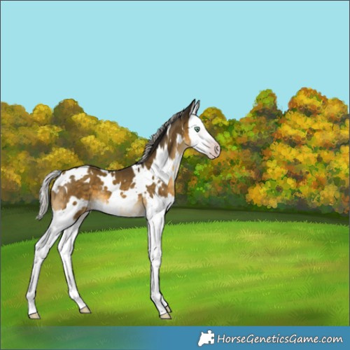 Horse Color:Gray White Spotted Silver Sable Cream Champagne Splash 