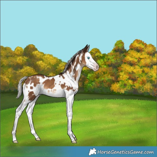 Horse Color:Gray White Spotted Silver Sable Champagne Splash