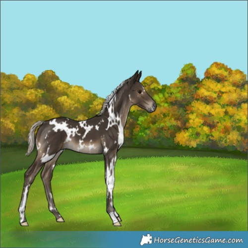 Horse Color:Gray White Spotted Silver Smoky Black 