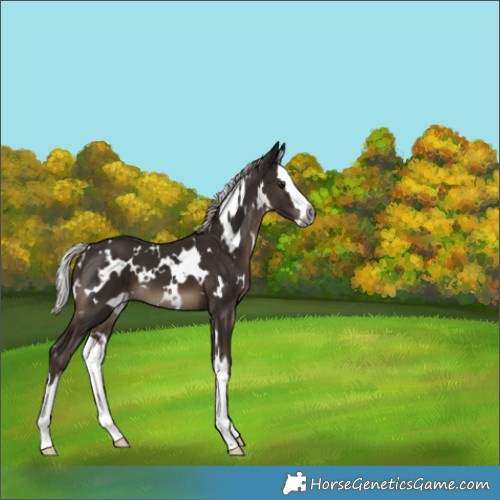Horse Color:Gray White Spotted Silver Black Splash 