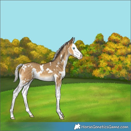 Horse Color:White Spotted Silver Sable Cream Champagne Splash 