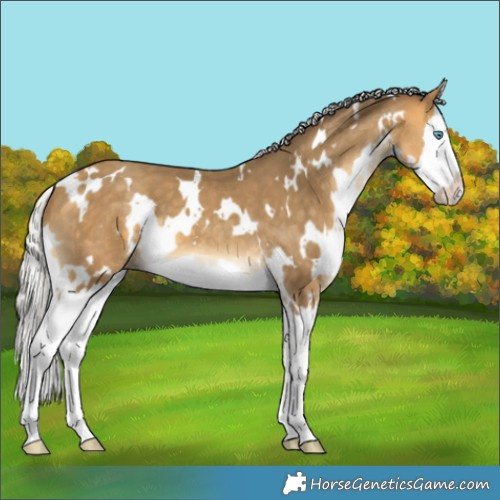 Horse Color:White Spotted Silver Sable Cream Champagne Splash