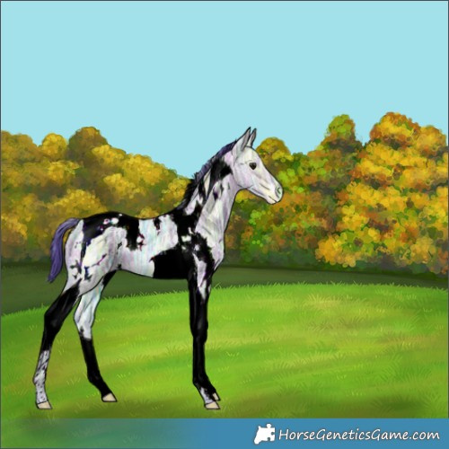 Horse Color:Watercolor White Spotted Brown Ice Dun Tobiano 