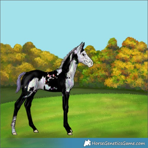 Horse Color:Nacre Watercolor White Spotted Bay Ice Splash Tobiano 