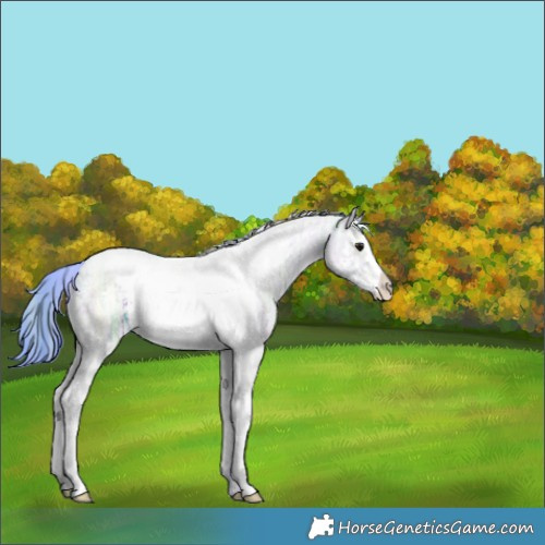 Horse Color:Nacre Watercolor White Spotted Grullo Ice Splash Tobiano 