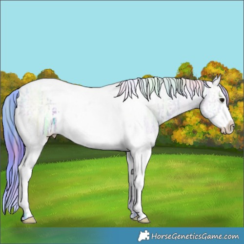 Horse Color:Nacre Watercolor White Spotted Grullo Ice Splash Tobiano