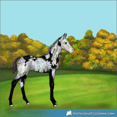 Horse Color:Nacre White Spotted Grullo Ice Tobiano 