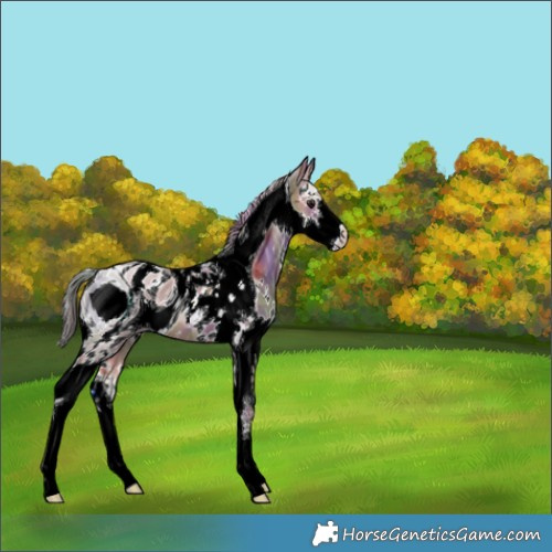 Horse Color:ERROR: UNKNOWN ANOMALY