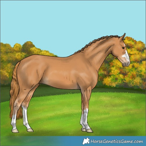 Horse Color:Chestnut 
