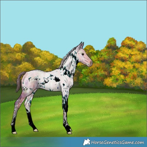 Horse Color:Nacre White Spotted Bay Ice Dun 