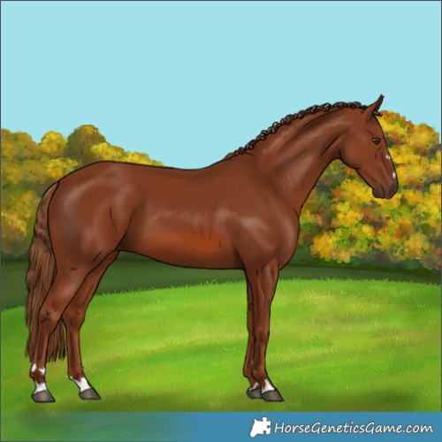 Horse Color:Chestnut 