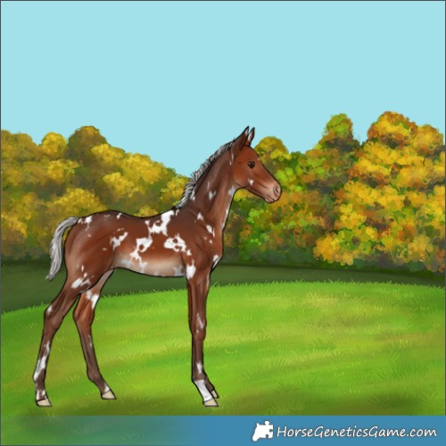 Horse Color:White Spotted Silver Brown Appaloosa 