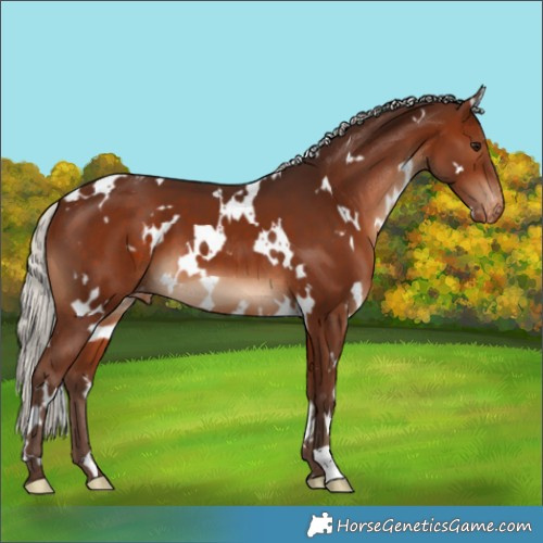 Horse Color:White Spotted Silver Brown Appaloosa