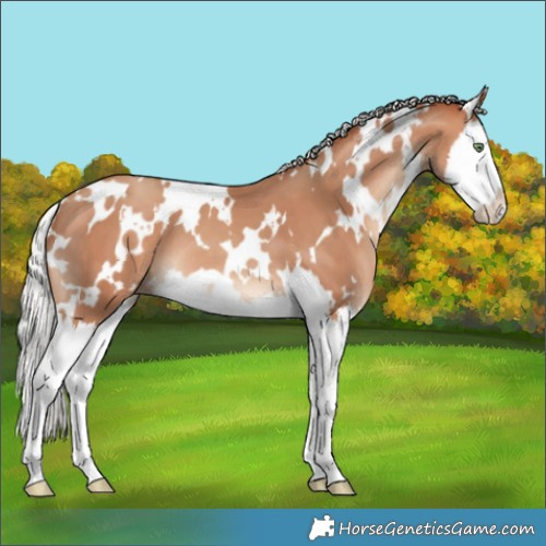 Horse Color:White Spotted Silver Sable Champagne Splash Appaloosa 