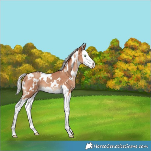 Horse Color:White Spotted Silver Sable Champagne Splash Appaloosa