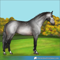 Horse Color:Gray Bay 