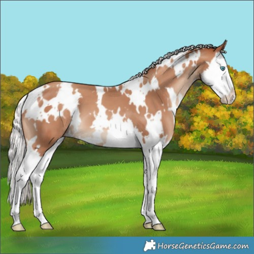 Horse Color:White Spotted Silver Classic Champagne Splash Appaloosa 