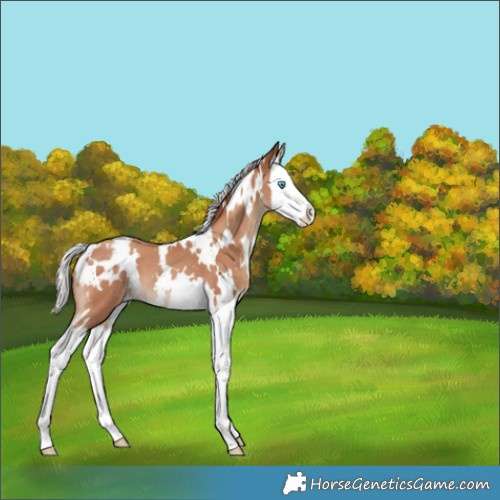 Horse Color:White Spotted Silver Classic Champagne Splash Appaloosa 