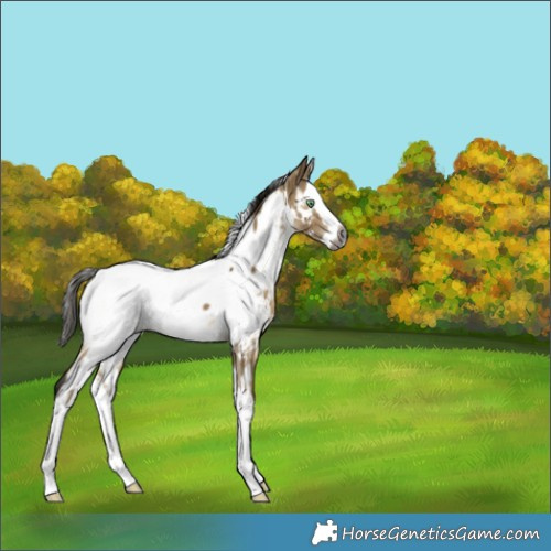 Horse Color:Gray White Spotted Buckskin Dun Splash Appaloosa Brindle 