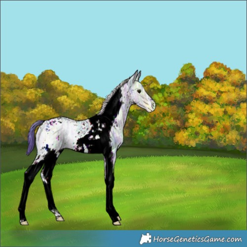 Horse Color:Nacre Watercolor White Spotted Brown Ice Dun Tobiano 