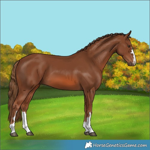 Horse Color:Chestnut 